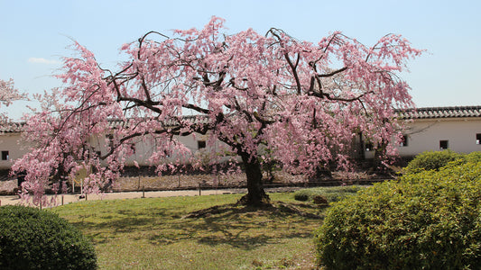 Hanami Time in Japan